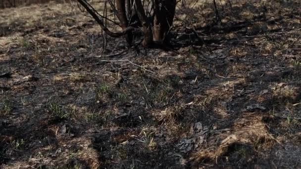 燃烧的草 田野上布满了大火中的黑灰 干草地上的火 森林中的火势正在消失 自然界中的火 被毁的森林正在被砍伐 — 图库视频影像