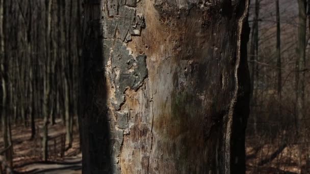 灰色の茶色の木の樹皮 森の中の春 木の樹皮は動物によって無視される 木には葉がありません 美しい木の樹皮 灰色の暗い森 — ストック動画