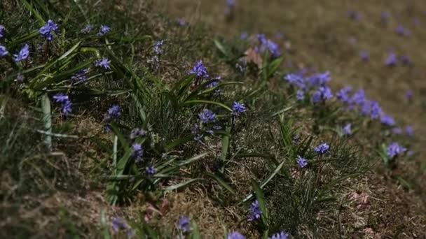 Lindo Scillas Roxo Azul Bonito Prado Com Primaveras Primavera Folhas — Vídeo de Stock