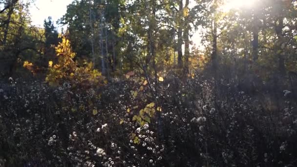 夕日が森の中の清掃を照らします たくさんの木がある 太陽は枝を貫通する 植物は風に揺れる — ストック動画
