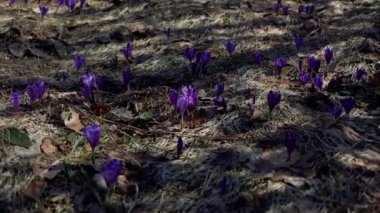 Beautiful purple and blue crocuses. Beautiful meadow with spring primroses. Bees fly between flowers. Dry fallen leaves.