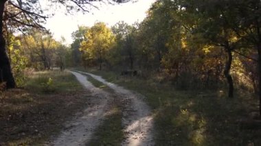 Sonbahar ormanında yürü. Güneş ışınları ağaçların dallarını delip geçiyor. Yeşil çimenler, sarı ağaçlar, yeşil, kırmızı yapraklar. Ormanda güzel bir patika.