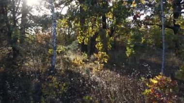 Batan güneş ormandaki bir açıklığı aydınlatıyor. Bir sürü ağaç. Güneş dalların arasından geçer. Yapraklar, çimenler, rüzgarda sallanan bitkiler.