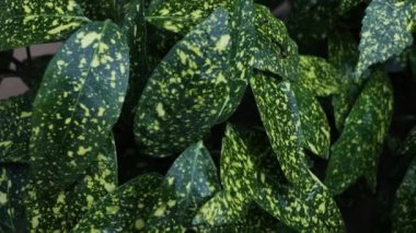 Beautiful green leaves top view. Leaves sway in the wind. Wet green leaves.