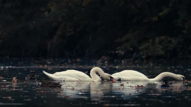 Güzel Beyaz Kuğular Suda Gölde Nehirde Yüzerler Göl Sonbahar Yapraklarıyla — Stok video
