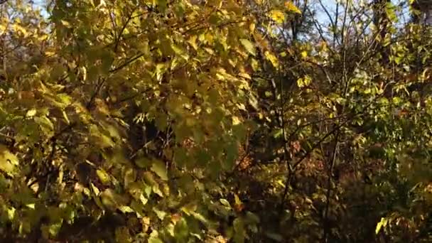 Pôr Sol Ilumina Uma Clareira Floresta Monte Árvores Sol Penetra — Vídeo de Stock