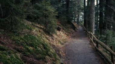 Beautiful landscape in the mountain forest. Beautiful path in the coniferous forest. Many fir trees and firs in the forest. Green moss  along a brown path in the forest. Great walk through the forest.