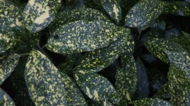 Beautiful green leaves top view. Leaves sway in the wind. Wet green leaves.