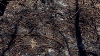 Yanmış ot. Alan yangından dolayı siyah küllerle kaplı. Kuru çim tarlasında yangın. Ormanda yangın çıktı. Doğada ateş. Ormanı yok ettiler..