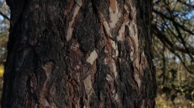 Ants climb the bark of a brown tree. The bark of spruce is covered with ants. Gray, brown tree bark. Spring in the forest.