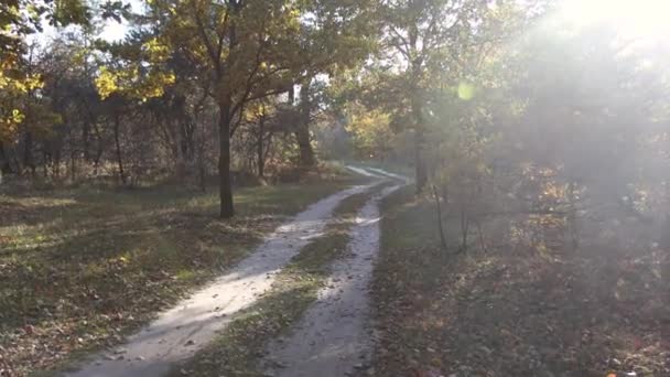 Περπατήστε Στο Φθινόπωρο Δάσος Ακτίνες Του Ήλιου Διαπερνούν Κλαδιά Των — Αρχείο Βίντεο