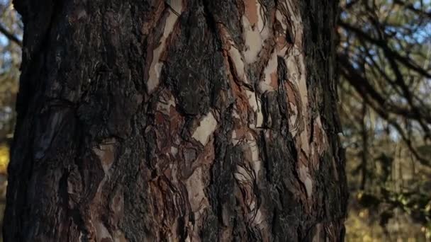 Ants Climb Bark Brown Tree Bark Spruce Covered Ants Gray — Vídeos de Stock