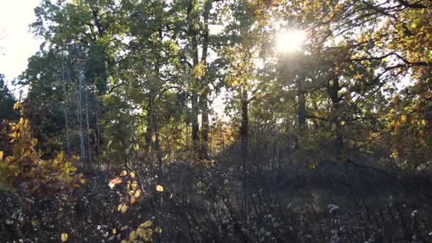 Zapadající Slunce Ozařuje Mýtinu Lese Spousta Stromů Slunce Proniká Větvemi — Stock video
