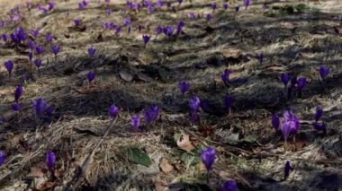 Beautiful purple and blue crocuses. Beautiful meadow with spring primroses. Bees fly between flowers. Dry fallen leaves.