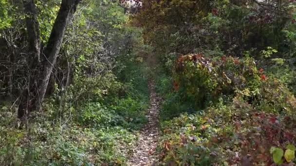 Прогулянка Осінньому Лісі Промені Сонця Прориваються Крізь Гілки Дерев Зелена — стокове відео