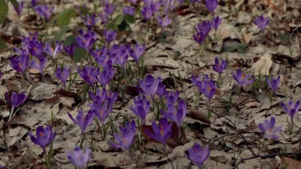 Beautiful Purple Blue Crocuses Beautiful Meadow Spring Primroses Bees Fly — Video
