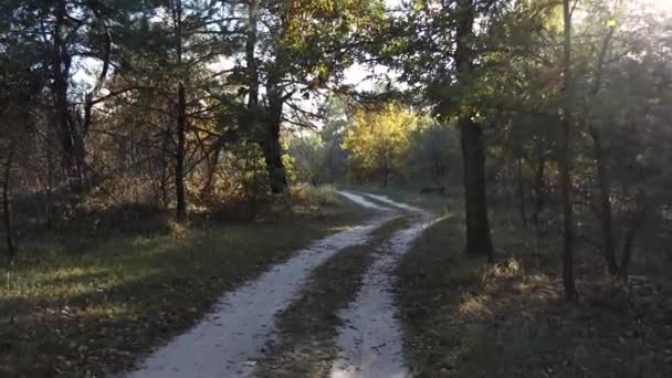 Прогулянка Осінньому Лісі Промені Сонця Прориваються Крізь Гілки Дерев Зелена — стокове відео