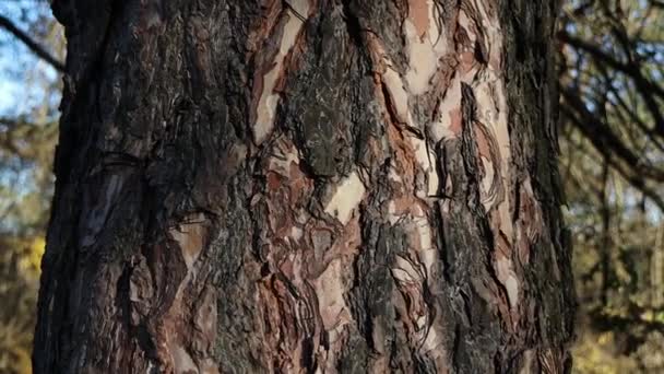 Ants Climb Bark Brown Tree Bark Spruce Covered Ants Gray — Wideo stockowe
