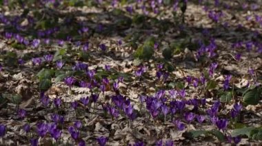 Beautiful purple and blue crocuses. Beautiful meadow with spring primroses. Bees fly between flowers. Dry fallen leaves.