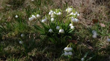 Beautiful white snowdrops bloom in spring. The beautiful spring sun illuminates the primroses. Green and gray grass in the background.