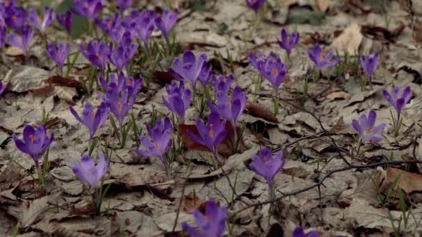 Beautiful Purple Blue Crocuses Beautiful Meadow Spring Primroses Bees Fly — Αρχείο Βίντεο