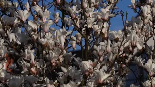 Piękne Białe Kwiaty Magnolii Kołyszą Się Wietrze Piękna Kwitnąca Wiosną — Wideo stockowe