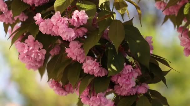Красивая Цветущая Японская Сакура Розовые Красные Цветы Развеваются Ветру Зеленые — стоковое видео