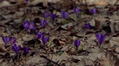 Beautiful purple and blue crocuses. Beautiful meadow with spring primroses. Bees fly between flowers. Dry fallen leaves.