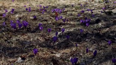Beautiful purple and blue crocuses. Beautiful meadow with spring primroses. Bees fly between flowers. Dry fallen leaves.