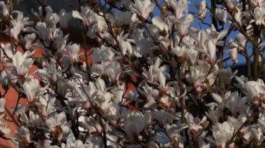 Güzel beyaz manolya çiçekleri rüzgarda sallanıyor. Güzel, bahar çiçekli beyaz manolya. Arka planda mavi gökyüzü.