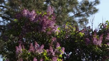 İlkbaharda leylak çiçeği. Leylak çiçekleri ve yeşil yapraklar rüzgarda sallanıyor. Akşam güneşinin ışınları güzel leylak ağaçlarını aydınlatıyor..