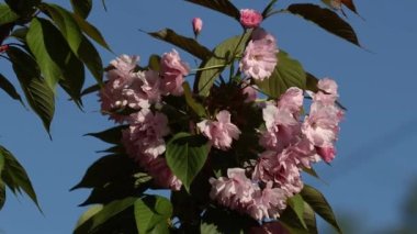 Beautiful flowering Japanese sakura. Beautiful pink, red flowers sway in the wind. Green leaves sway in the wind.