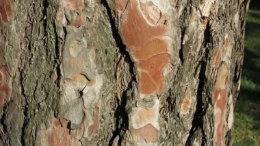 Ants climb the bark of a brown tree. The bark of spruce is covered with ants. Gray, brown tree bark. Spring in the forest.