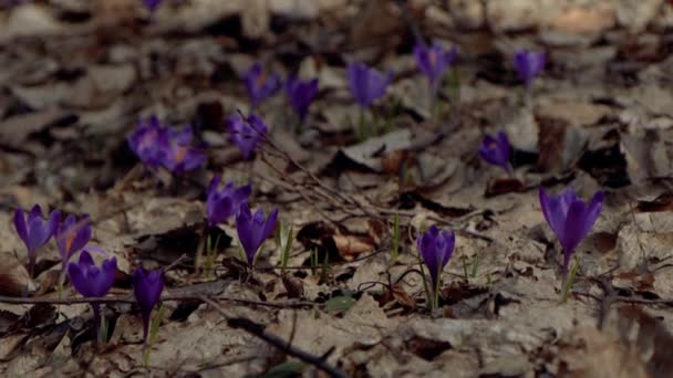 Beautiful Purple Blue Crocuses Beautiful Meadow Spring Primroses Bees Fly — Vídeo de stock