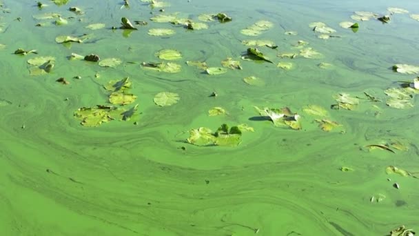 Rivier Bedekt Met Groene Algen Bovenaanzicht Het Rivieroppervlak Bedekt Met — Stockvideo