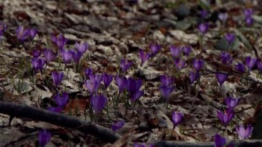 Beautiful purple and blue crocuses. Beautiful meadow with spring primroses. Bees fly between flowers. Dry fallen leaves.