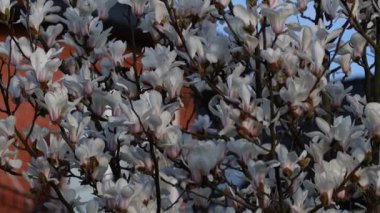 Güzel beyaz manolya çiçekleri rüzgarda sallanıyor. Güzel, bahar çiçekli beyaz manolya. Arka planda mavi gökyüzü.