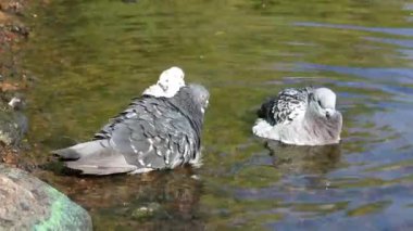 Mavi ve beyaz güvercinler suda, nehirde, gölde, su deposunda yıkanırlar. Nehirde güvercinler sıçrıyor.