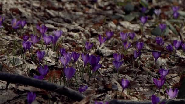 Beautiful Purple Blue Crocuses Beautiful Meadow Spring Primroses Bees Fly — Wideo stockowe