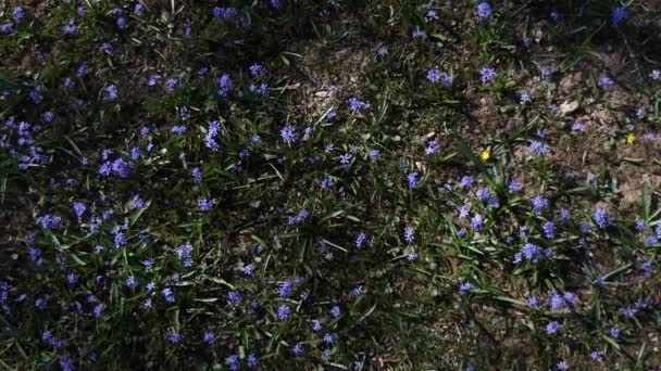 Belles Scillas Violettes Bleues Belle Prairie Avec Primevères Printanières Feuilles — Video