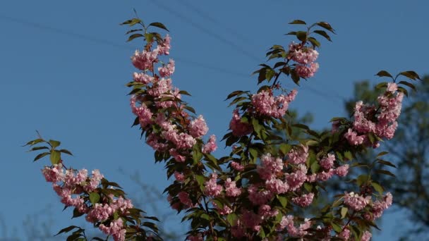 Güzel Çiçek Açan Japon Sakurası Güzel Pembe Kırmızı Çiçekler Rüzgarda — Stok video