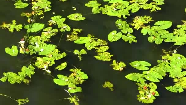 貯水池に異なる緑の睡蓮の揺れ 川の上の風は波を生み出す 美しい川の表面 風に揺れる緑の睡蓮 — ストック動画