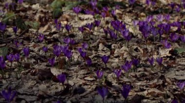 Beautiful purple and blue crocuses. Beautiful meadow with spring primroses. Bees fly between flowers. Dry fallen leaves.