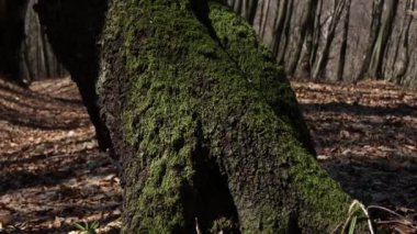 Beautiful forest during the day. Beautiful brown, gray trees covered with thick moss. The bark of the trees is covered with green moss.