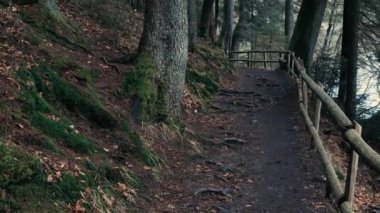 Beautiful path in the coniferous forest. Many fir trees and firs in the forest. Green moss along a brown path in the forest. Great walk through the forest