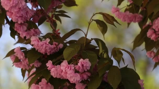 Piękna Kwitnąca Japońska Sakura Piękne Różowe Czerwone Kwiaty Kołyszą Się — Wideo stockowe