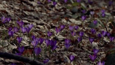 Beautiful purple and blue crocuses. Beautiful meadow with spring primroses. Bees fly between flowers. Dry fallen leaves.