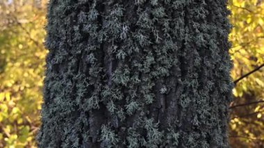 Beautiful forest during the day. Beautiful brown, gray trees covered with thick moss. The bark of the trees is covered with green moss.