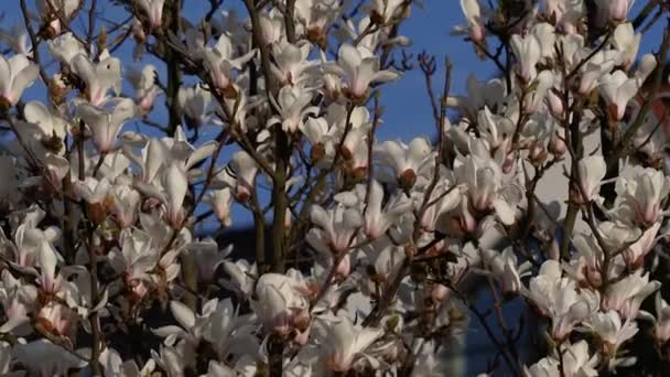 美しい白いマグノリアの花が風に揺れる 美しく 春の開花白いマグノリア 背景に青い空 — ストック動画