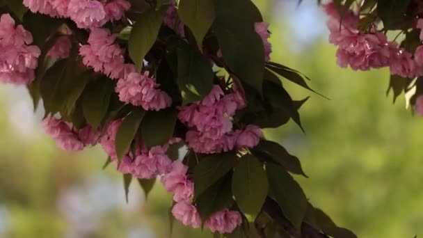 Piękna Kwitnąca Japońska Sakura Piękne Różowe Czerwone Kwiaty Kołyszą Się — Wideo stockowe